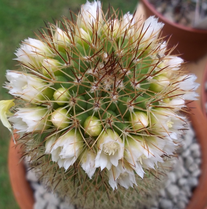 Mammillaria backebergiana cv. fiore bianco 