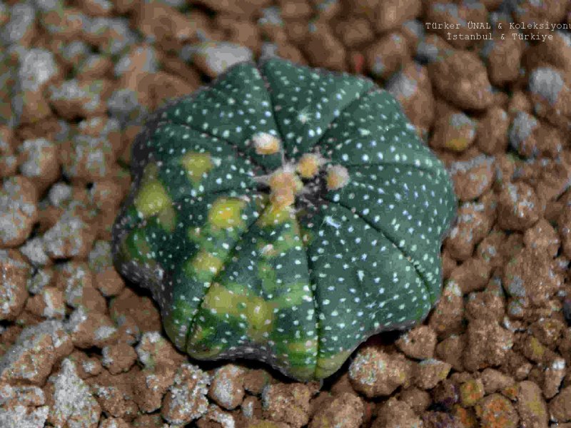 Astrophytum asterias f. variegatum cv. star shape 