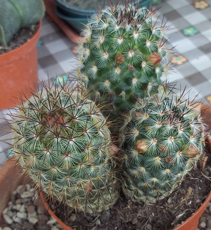 Mammillaria microhelia 