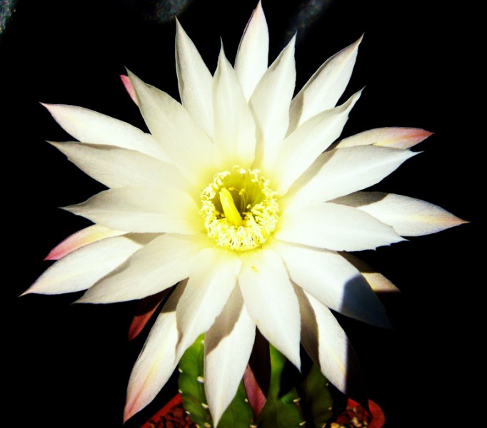 Echinopsis subdenudata 
