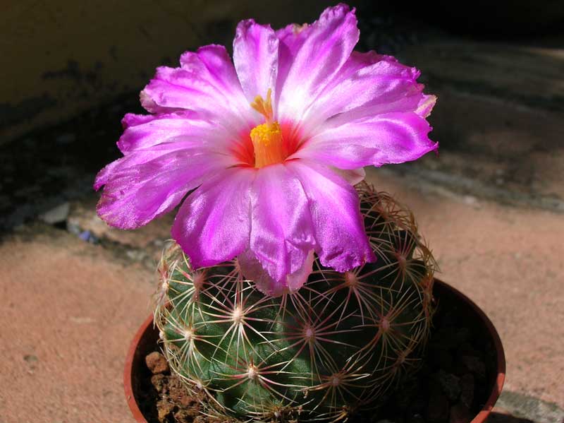 Thelocactus schwarzii 