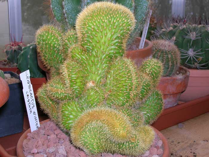 Cleistocactus winteri f. cristatus 