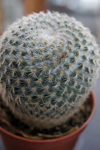 Mammillaria  