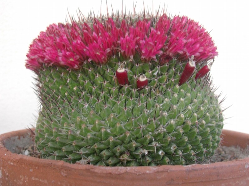 Mammillaria mystax 