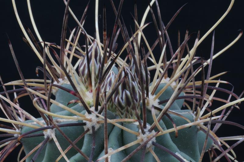 Ancistrocactus uncinatus 