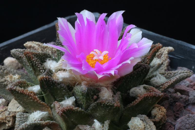 Ariocarpus bravoanus 