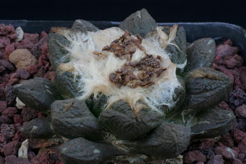 Ariocarpus fissuratus 