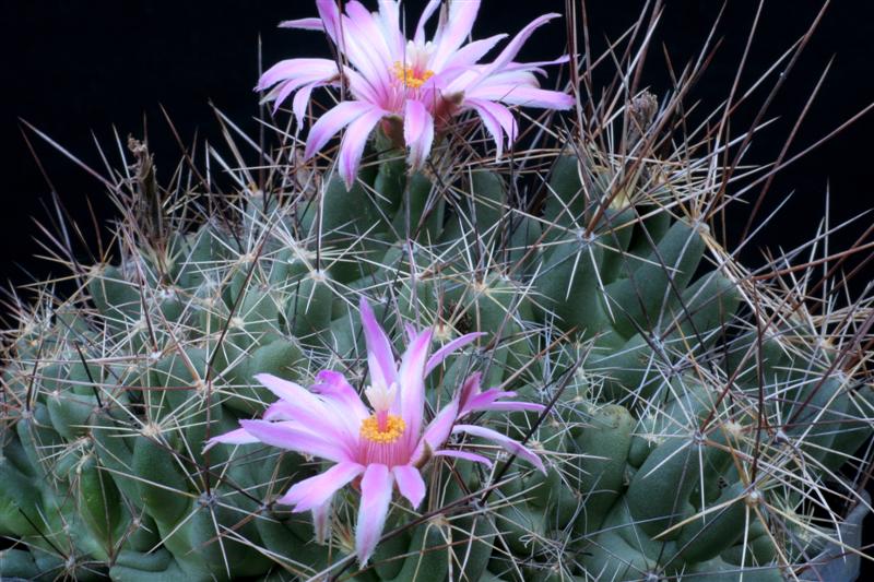 Coryphantha runyonii DJF 1035,45