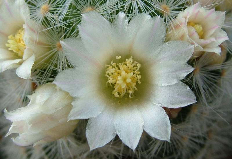 Mammillaria carmenae 