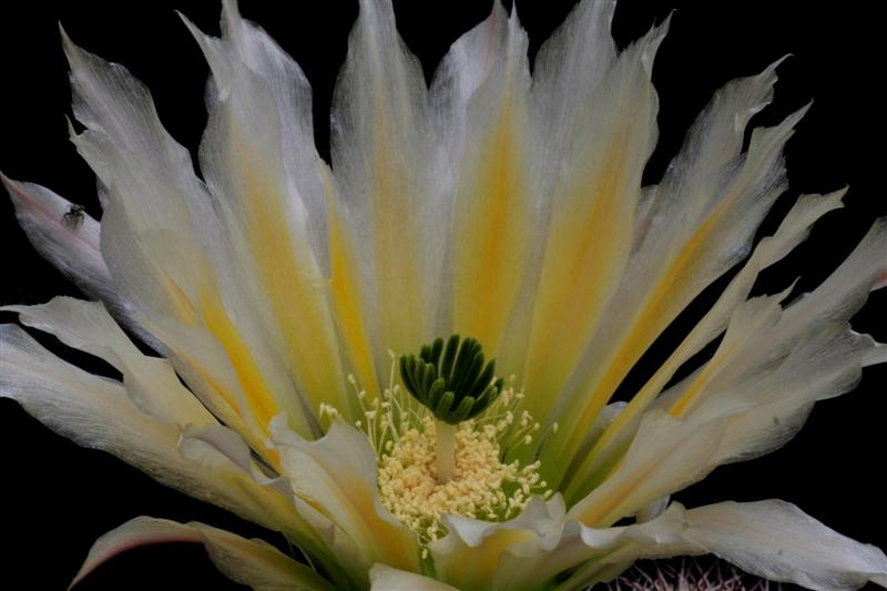 Echinocereus  dasyacanthus v. rectispinus 