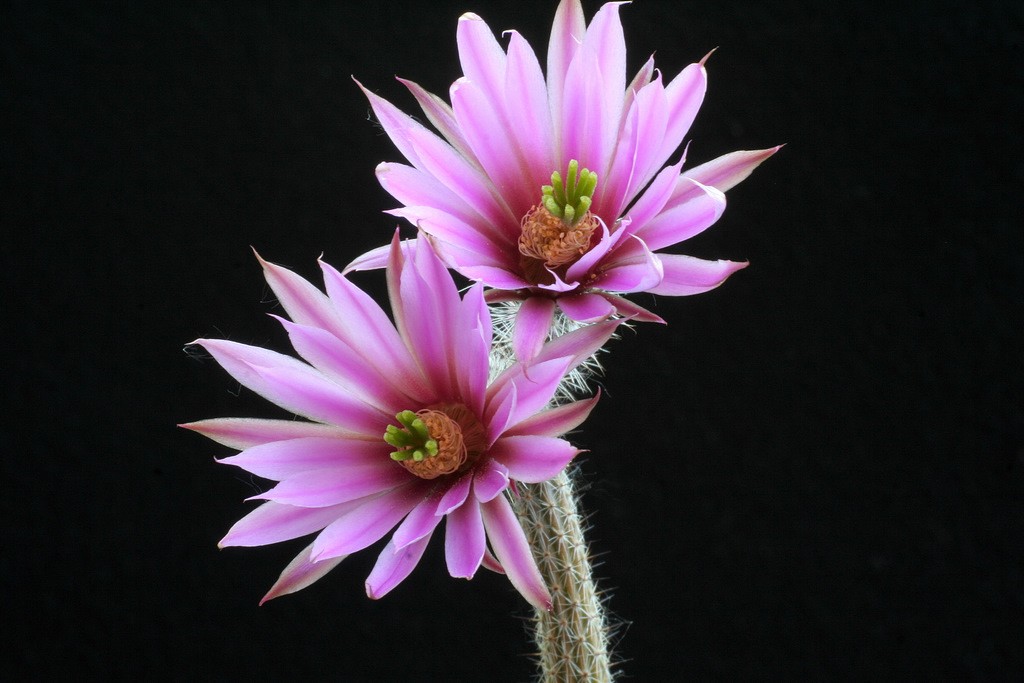 Echinocereus poselgeri 