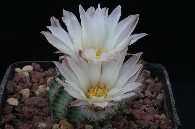 Echinocereus  pulchellus v. sharpii SB 1569