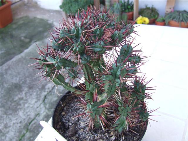 Euphorbia enopla 