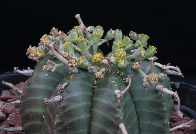 Euphorbia meloformis 