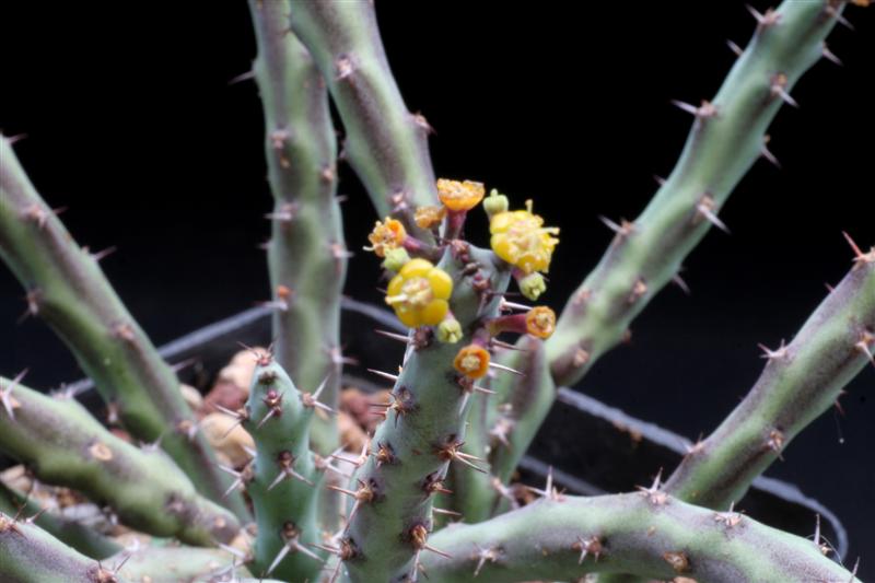 Euphorbia septentrionalis 