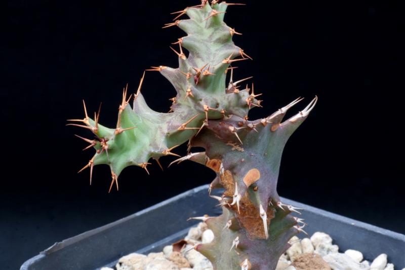 Euphorbia tortirama 