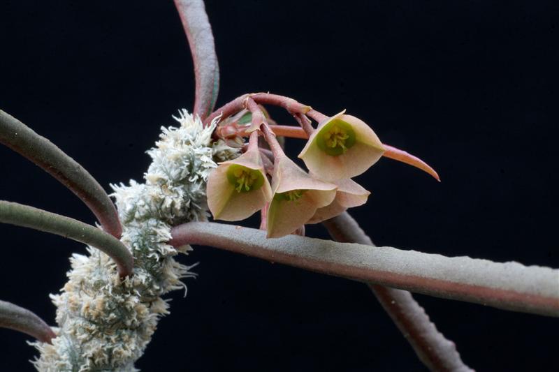 Euphorbia waringiae 