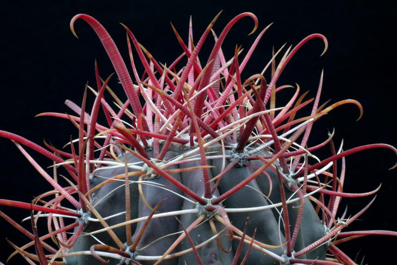 Ferocactus gracilis ssp. coloratus 