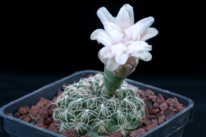 Gymnocalycium calochlorum 