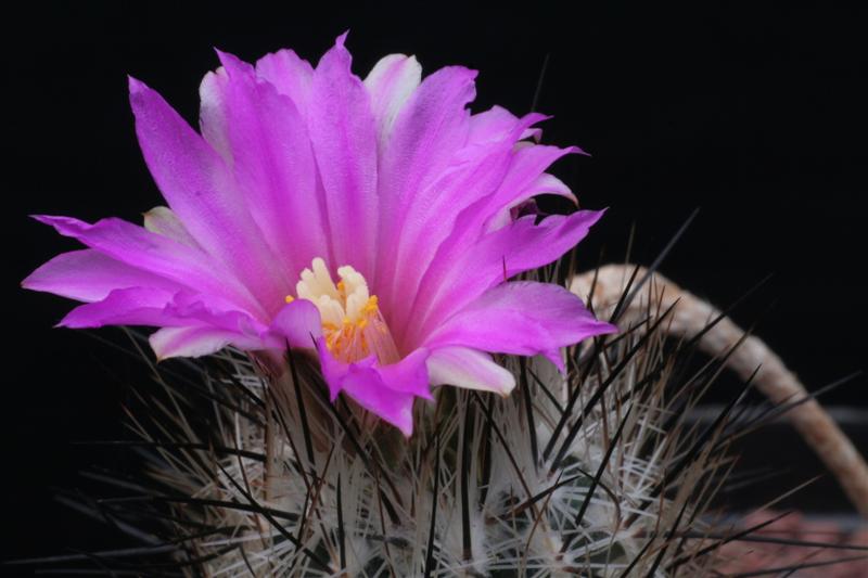 Rapicactus subterraneus 