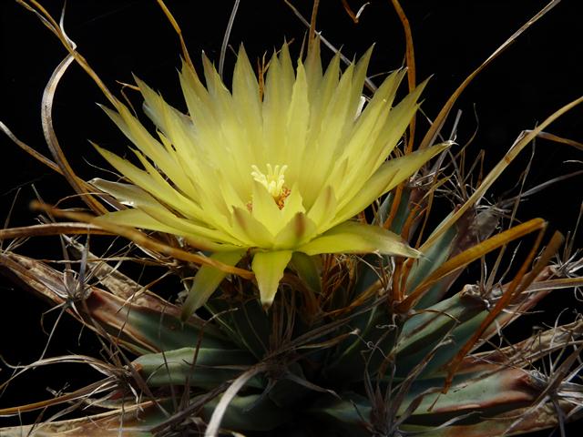 Leuchtenbergia principis 