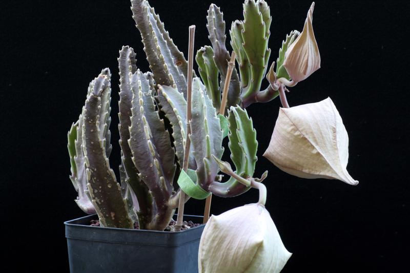 Stapelia gigantea 
