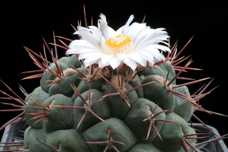 Thelocactus hexaedrophorus 