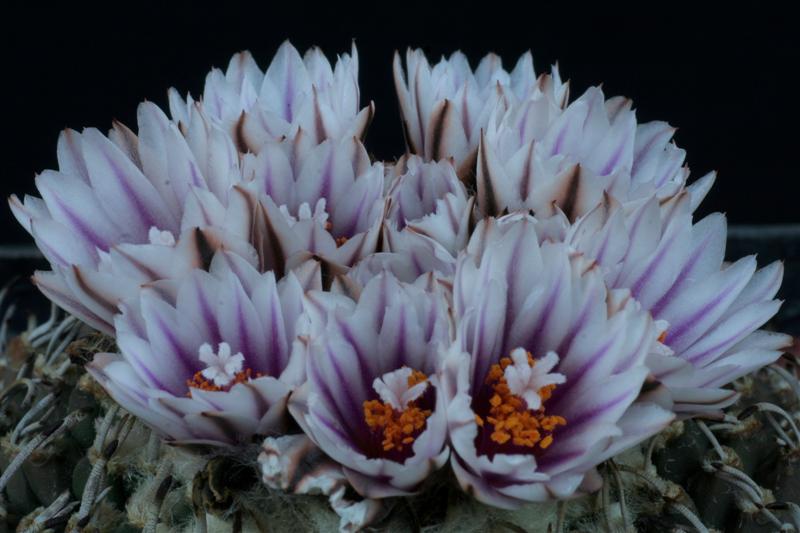 Turbinicarpus schmiedickeanus ssp. andersonii 