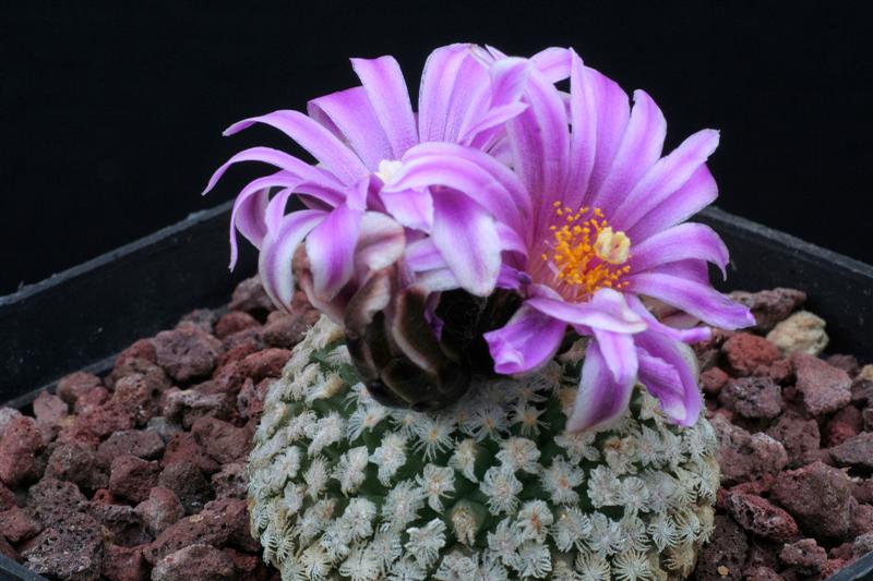 Turbinicarpus valdezianus 