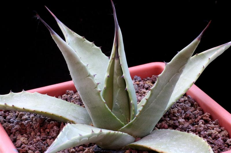 agave parryi v. couseii