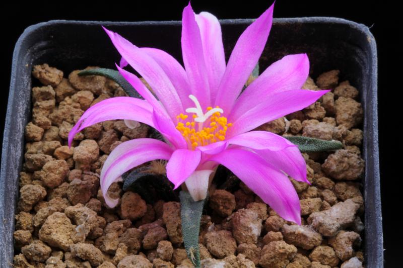 Ariocarpus agavoides 