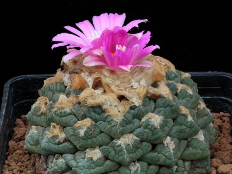 Ariocarpus fissuratus 