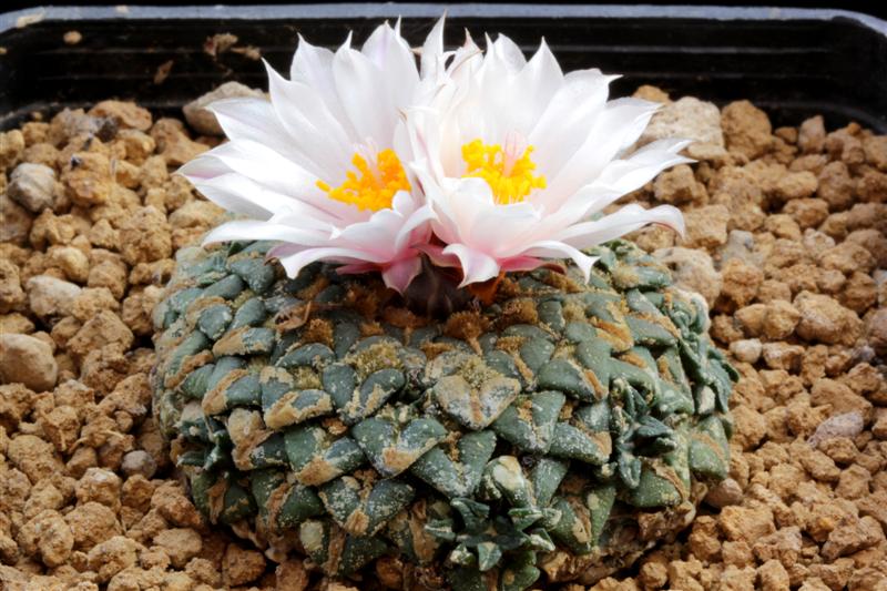 Ariocarpus kotschoubeyanus v. albiflorus 