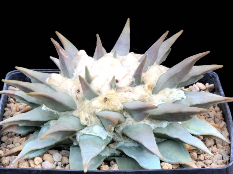 Ariocarpus retusus 