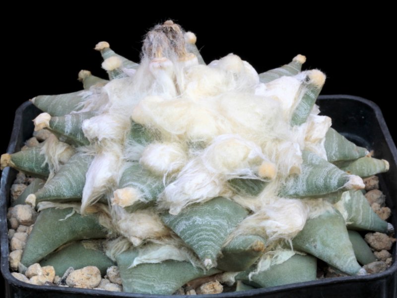 Ariocarpus retusus RS 150