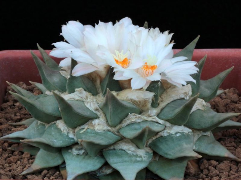 Ariocarpus retusus 