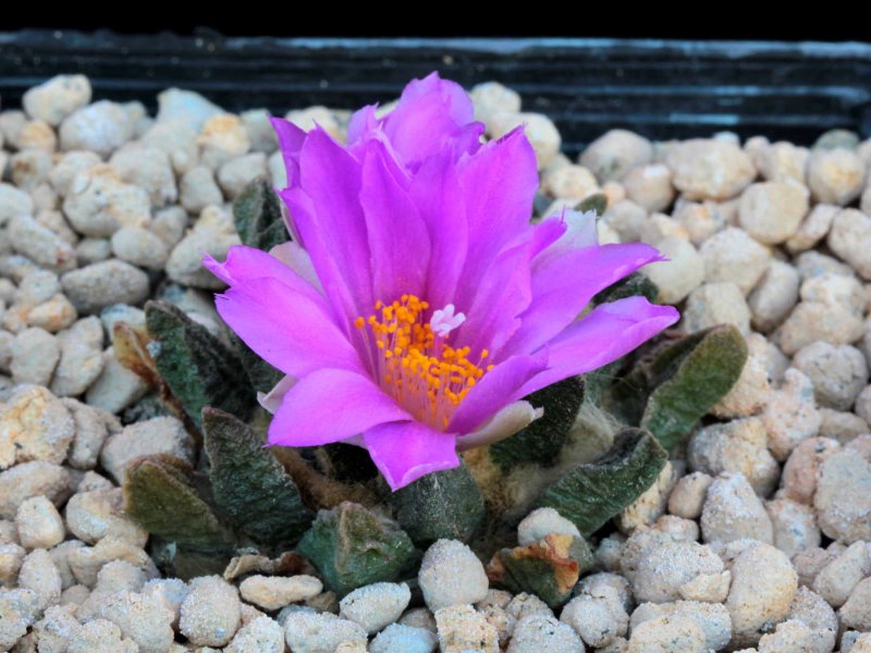 Ariocarpus scaphirostris 