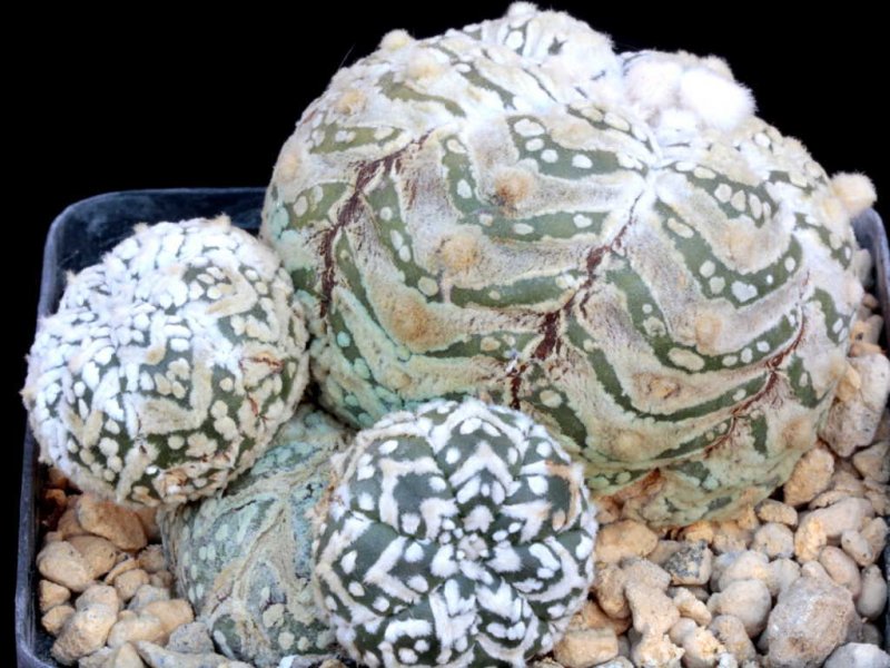 Astróphytum asterias 'super kabuto' fly type 