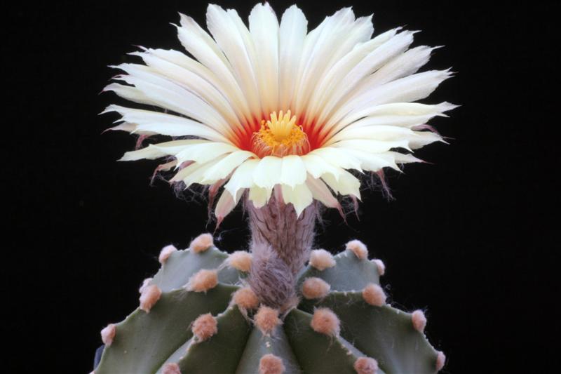 Astrophytum asterias x senile 