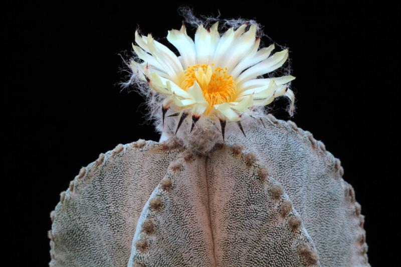 Astrophytum myriostigma f. columnare 