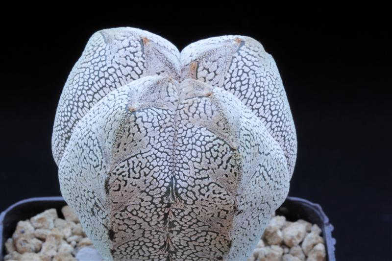 astrophytum myriostigma cv. onzuka snow