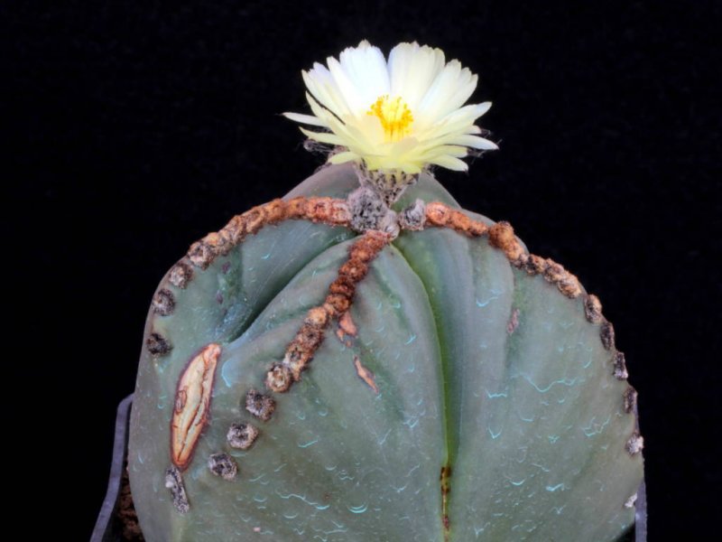 Astrophytum myriostigma v. nudum f. tricostatum 