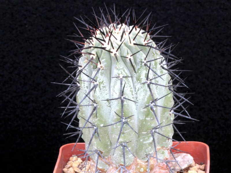 Copiapoa cinerea 