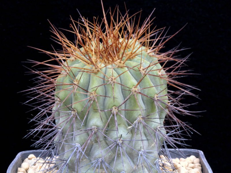 Copiapoa cinerea ssp. haseltoniana f. tenebrosa 