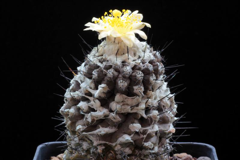 Copiapoa hypogaea 