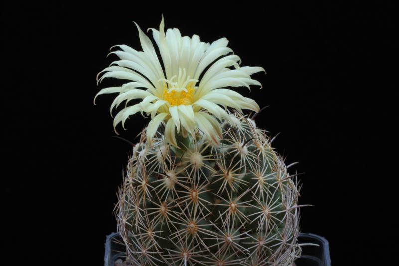 Coryphantha cornifera ORB 3.31