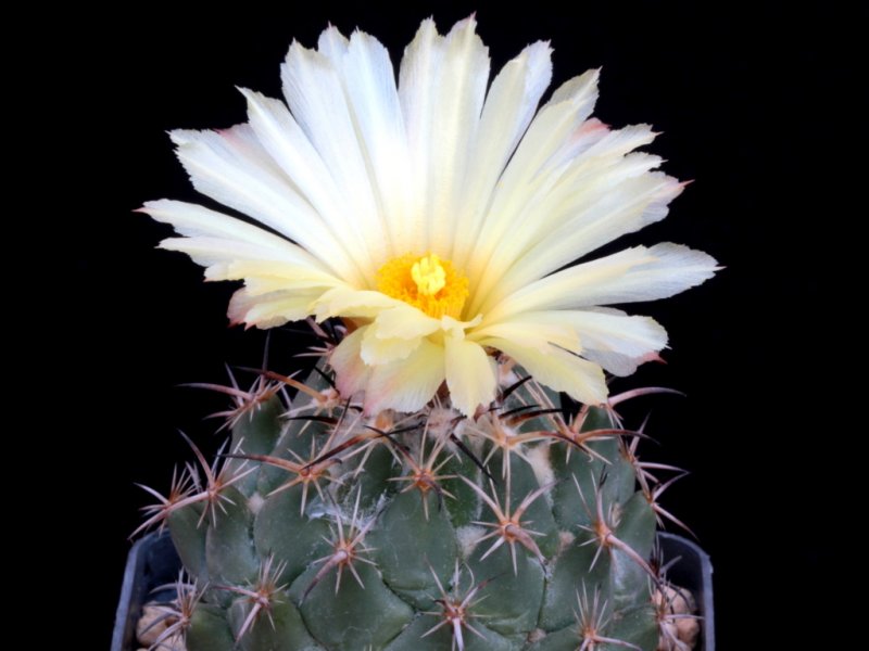 Coryphantha difficilis 