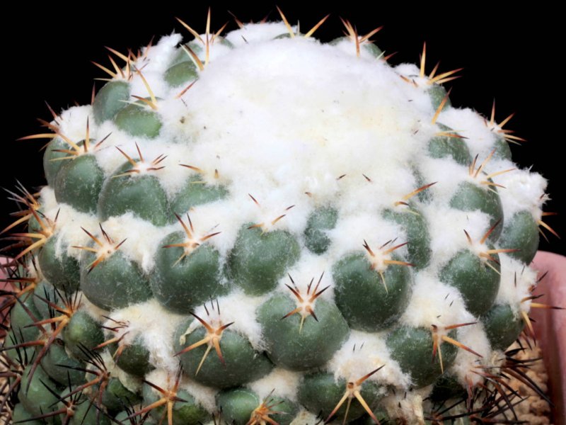 coryphantha elephantidens