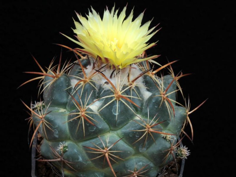 Coryphantha pycnacantha 