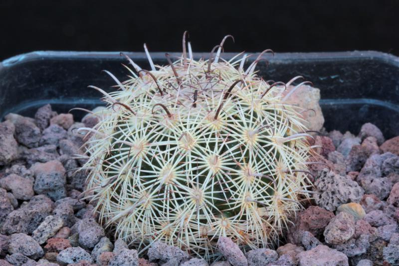 Coryphantha sp. RS 1041